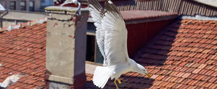 Residential Chimney Animal Removal Solution in Bixby, OK